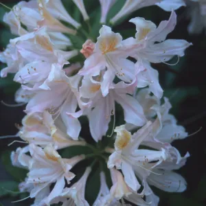 Rhododendron occidentale flowers