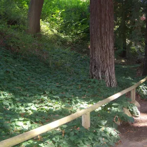 Redwood Section, SBBG Community Free Day (Coast Redwood)