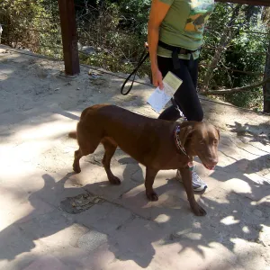 dog on leash, SBBG Community Free Day