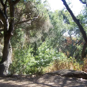 SBBG Community Free Day, Canyon Trail