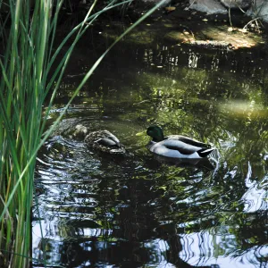 pair of mallard ducks in the Meadow Pond