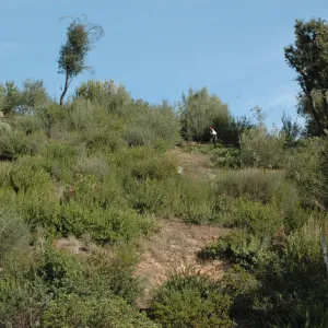 vegetation clearance for fire protection, Maloy property, Mission Canyon, SBBG neighbor