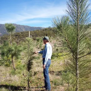 SBBG Torrey Pines research project, Hay Hill, Robert Muller