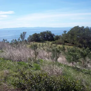 SBBG Torrey Pines research project, Hay Hill, view to Santa Cruz Island, oil rigs in Santa Barbara Channel