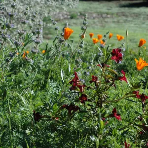 Salvia (Sage) , Mimulus (Monkey -Flower)and poppies blooming on the edge of the Meadow
