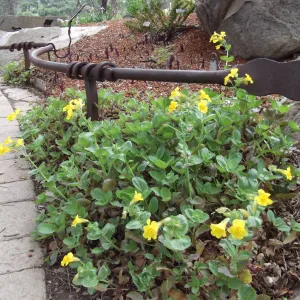 Monkeyflower (Mimulus) in bloom, SBBG