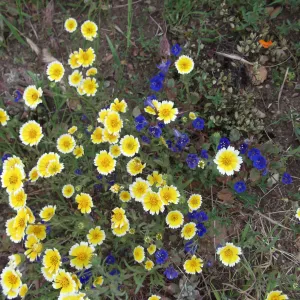 wildflowers, SBBG