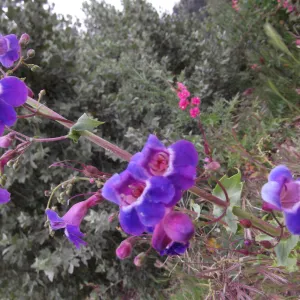 Wildflowers at SBBG
