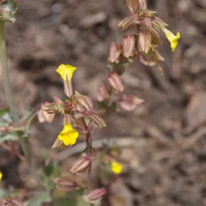 Monkeyflower (Mimulus guttatus) in bloom
