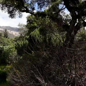 Kiosk and Meadow panorama, view to La Cumbre Peak, Santa Barbara Botanic Garden