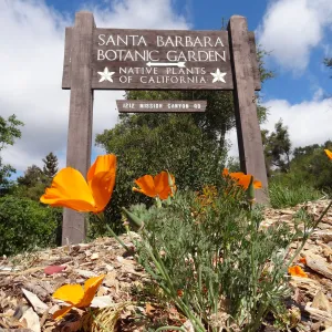 poppies, sign at front entrance, Santa Barbara Botanic Garden