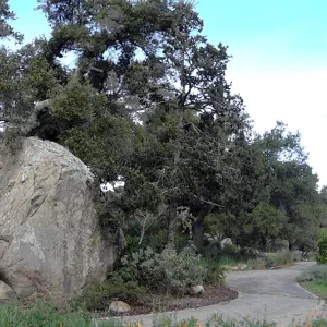 Blaksley Boulder panorama, Santa Barbara Botanic Garden