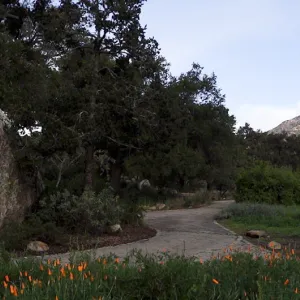 Blaksley Boulder panorama, Santa Barbara Botanic Garden
