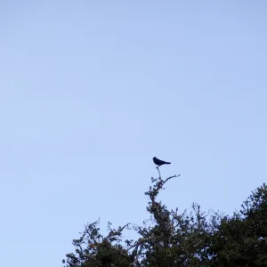 crow in silhouette, Santa Barbara Botanic Garden