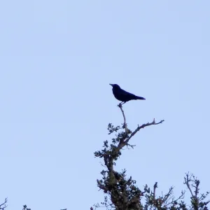 crow in silhouette, Santa Barbara Botanic Garden