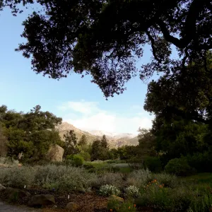 snow on the mountains, Blaksley Boulder, Meadow, Santa Barbara Botanic Garden