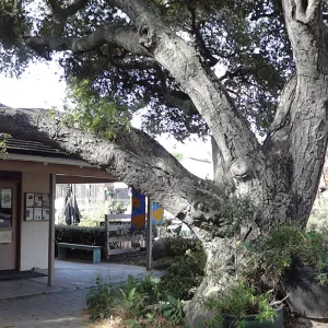 Gift Shop, Santa Barbara Botanic Garden