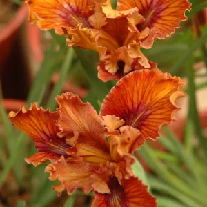 Spring Plant Sale 2012