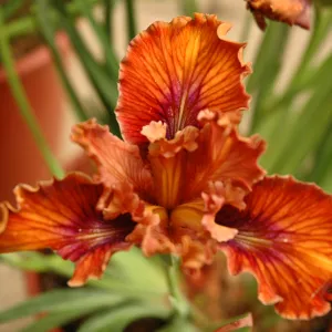 Spring Plant Sale 2012