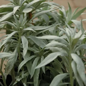 Spring Plant Sale 2012