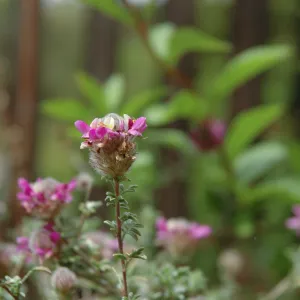 Spring Plant Sale 2012