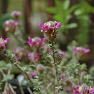 Spring Plant Sale 2012