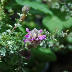 Spring Plant Sale 2012