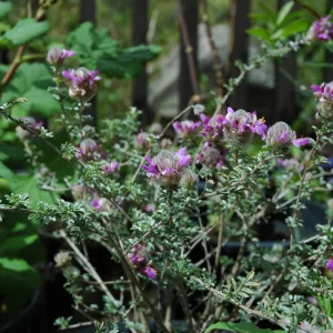 Spring Plant Sale 2012