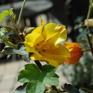 Spring Plant Sale 2012