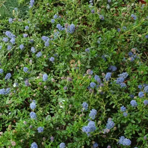 Spring Plant Sale 2012