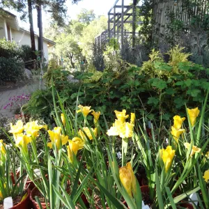 Spring Plant Sale, Garden Growers Nursery, yellow iris, plant lineup, Santa Barbara Botanic Garden