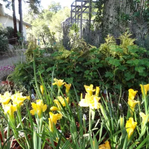 Spring Plant Sale, Garden Growers Nursery, yellow iris, plant lineup, Santa Barbara Botanic Garden