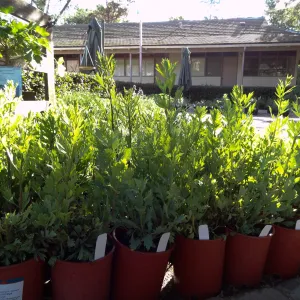 Romneya coulteri, Matilija poppy plant lineup, Spring Plant Sale, Santa Barbara Botanic Garden