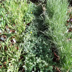 Spring Plant Sale, plant lineup, Santa Barbara Botanic Garden