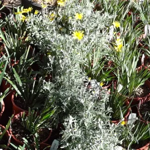 Spring Plant Sale, plant lineup panorama, Santa Barbara Botanic Garden