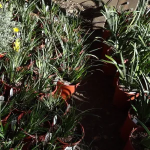 Spring Plant Sale, plant lineup panorama, Santa Barbara Botanic Garden