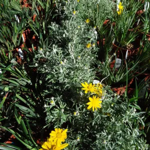 Spring Plant Sale, plant lineup, Santa Barbara Botanic Garden