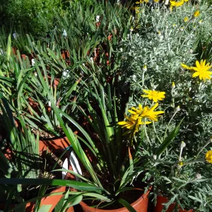 Spring Plant Sale, plant lineup, Santa Barbara Botanic Garden