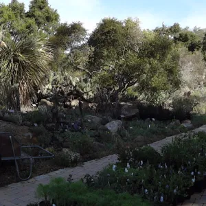 Spring Plant Sale panorama, plant lineup, Santa Barbara Botanic Garden