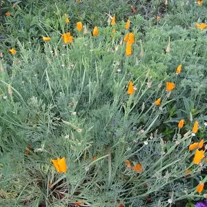 Spring Wildflowers panorama, poppies in the Meadow, Santa Barbara Botanic Garden