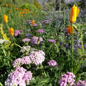 Spring Wildflowers in the Meadow, view to La Cumbre Peak, Santa Barbara Botanic Garden