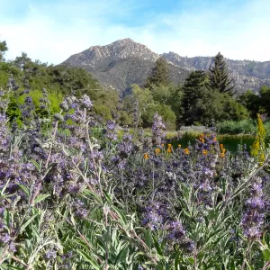 Spring Wildflowers in the Meadow, view to La Cumbre Peak, Santa Barbara Botanic Garden