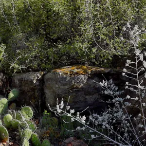 panorama, Desert Section, Santa Barbara Botanic Garden