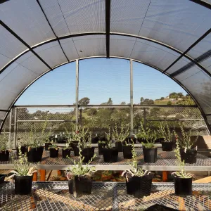 Conservation growing area, Santa Barbara jewelflower, Caulanthus amplexicaulis var barbarae