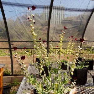 Conservation growing area, Santa Barbara jewelflower, Caulanthus amplexicaulis var barbarae