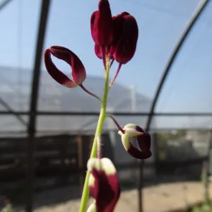 Conservation growing area, Santa Barbara jewelflower, Caulanthus amplexicaulis var barbarae