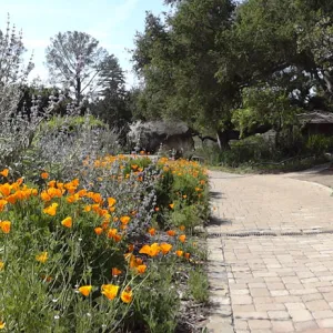 western edge of Meadow, pavered path, Meadow Oaks, panorama