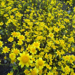 wildflower display at old Gane House location, Spring 2012