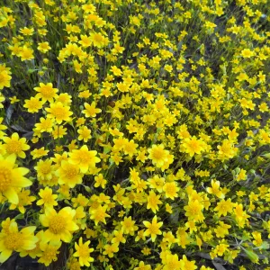 wildflower display at old Gane House location, Spring 2012