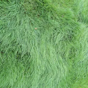 lush green lawn as texture and pattern